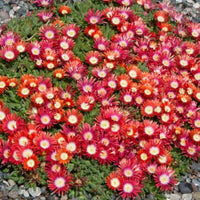 Delosperma Dyeri 'Psdold' Red Mountain Iceplant