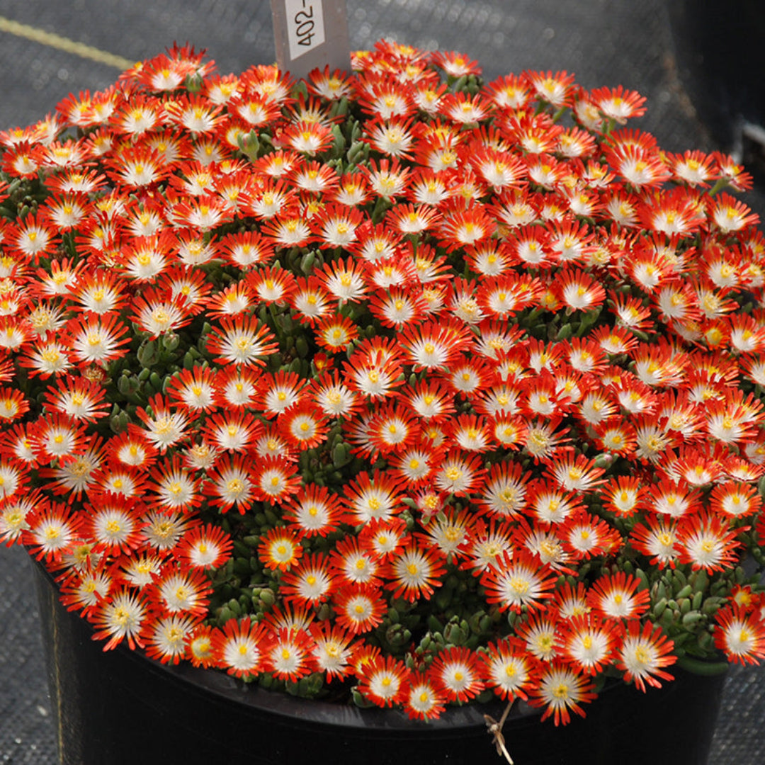 Delosperma Hot Cakes &