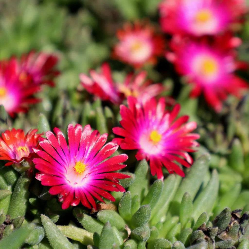 Delosperma Jewel of Desert Garnet&