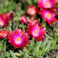 Jewel of Desert Garnet delosperma red daisy flowers close view