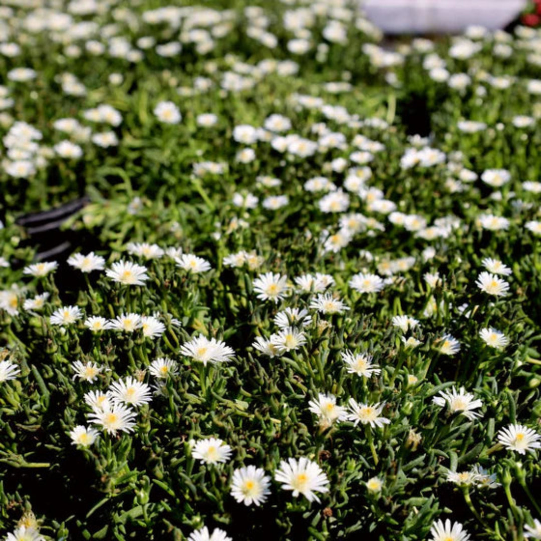 Delosperma Jewel of Desert &