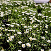 Delosperma Jewel of Desert 'Moonstone' Iceplant 10 count flat of 4.5" pots