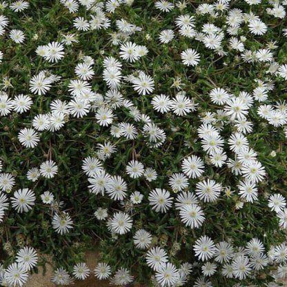 Delosperma Jewel of Desert &