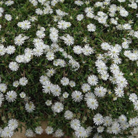 Delosperma Jewel of Desert 'Moonstone' Iceplant 10 count flat of 4.5" pots