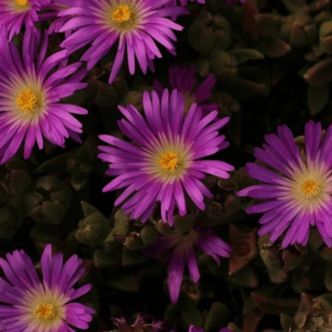 Delosperma Hot Cakes &