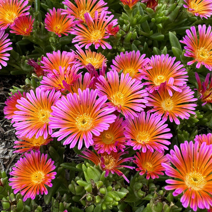 Delosperma Ocean Sunset &