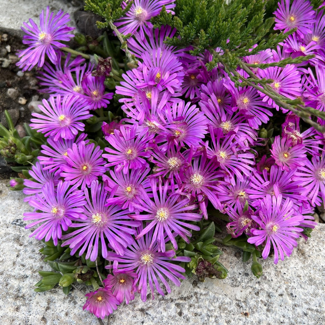 Delosperma Kaleidoscope Orchid Flash - [EG]