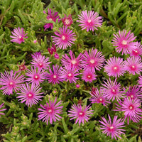 Delosperma cooperi hardy ice plant groundcover