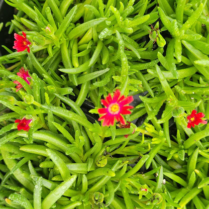 Delosperma Jewel of Desert Garnet&