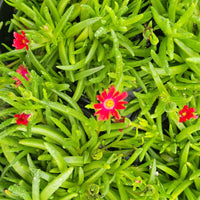 Delosperma Jewel of Desert Garnet ice plant with bright red flowers