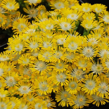 Delosperma Hotcakes® &