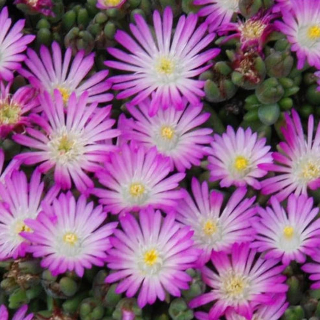 Delosperma Hot Cakes &