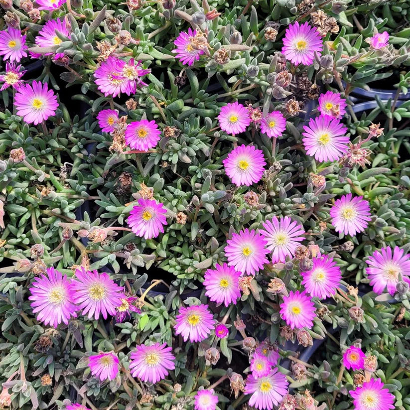 Delosperma Jewel of Desert Series &