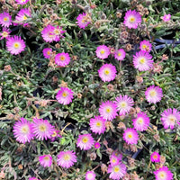 Delosperma Jewel of Desert Series 'Opal' - [EG]