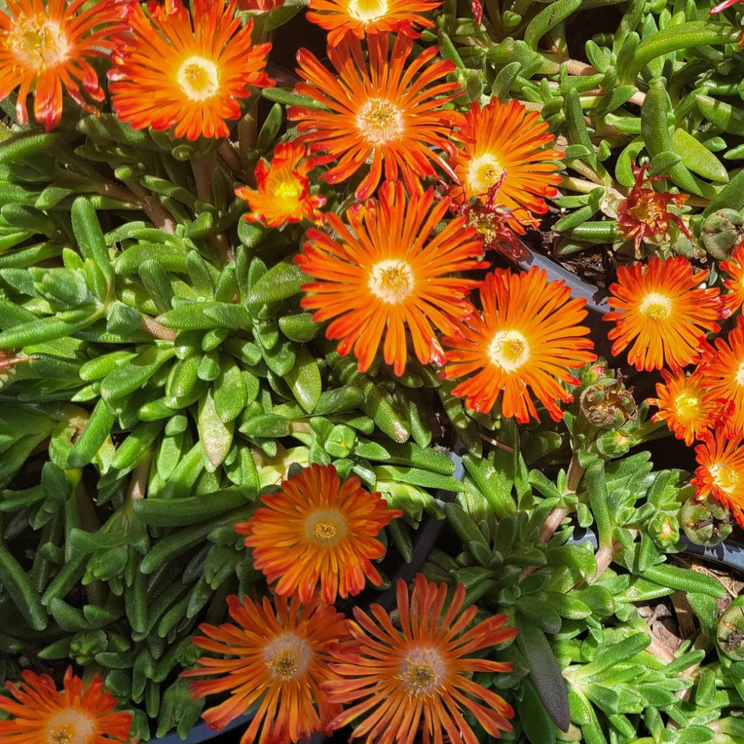 Ice Plant - Delosperma Ocean Sunset &