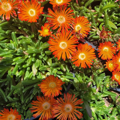 Ice Plant - Delosperma Ocean Sunset &