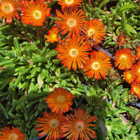 Ice Plant - Delosperma Ocean Sunset 'Orange Vibe' - [EG]