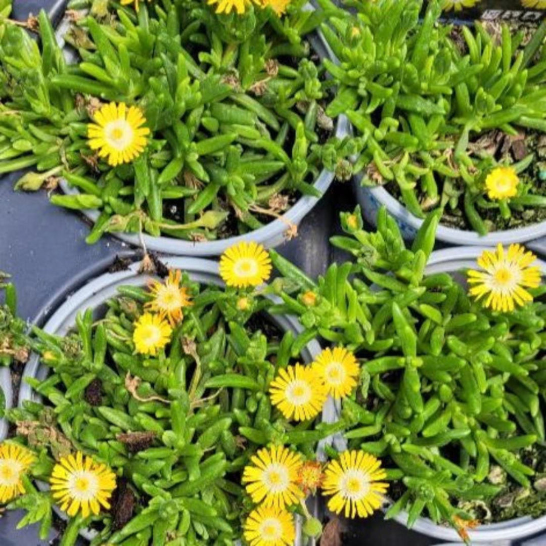 Delosperma Jewel of Desert Peridot with bright yellow flowers