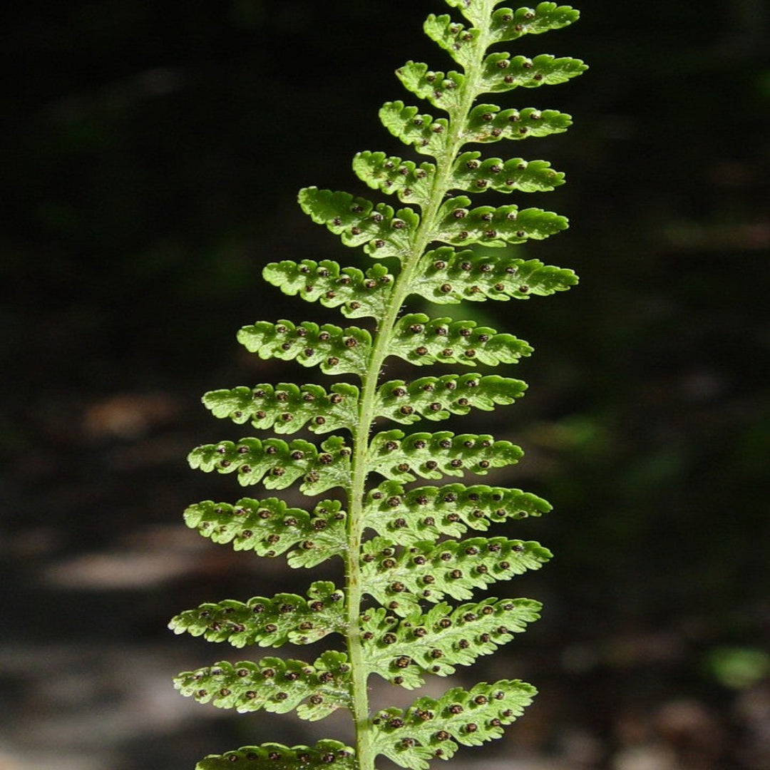 Dennstaedtia Punctilobula Hay Scented Fern