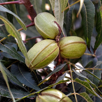 Cape Fear Pecan Trees