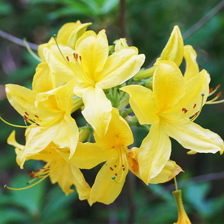 Solar Flare Sunbow Native Azalea