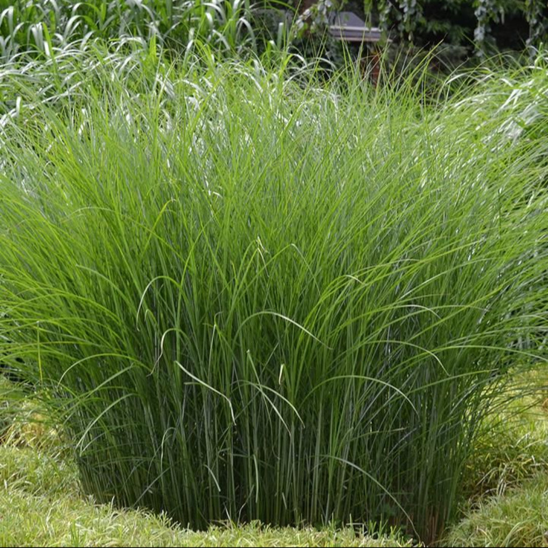 Maiden Grass