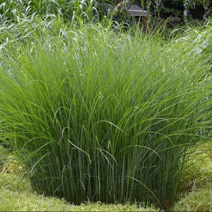 Maiden Grass
