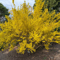 Forsythia x intermedia 'Fiesta'