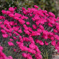 Dianthus 'Jolt Cherry' (Groundcover)
