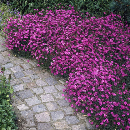 Dianthus Firewitch - [EG]