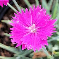 Firewitch Dianthus gratianopolitanus flowers