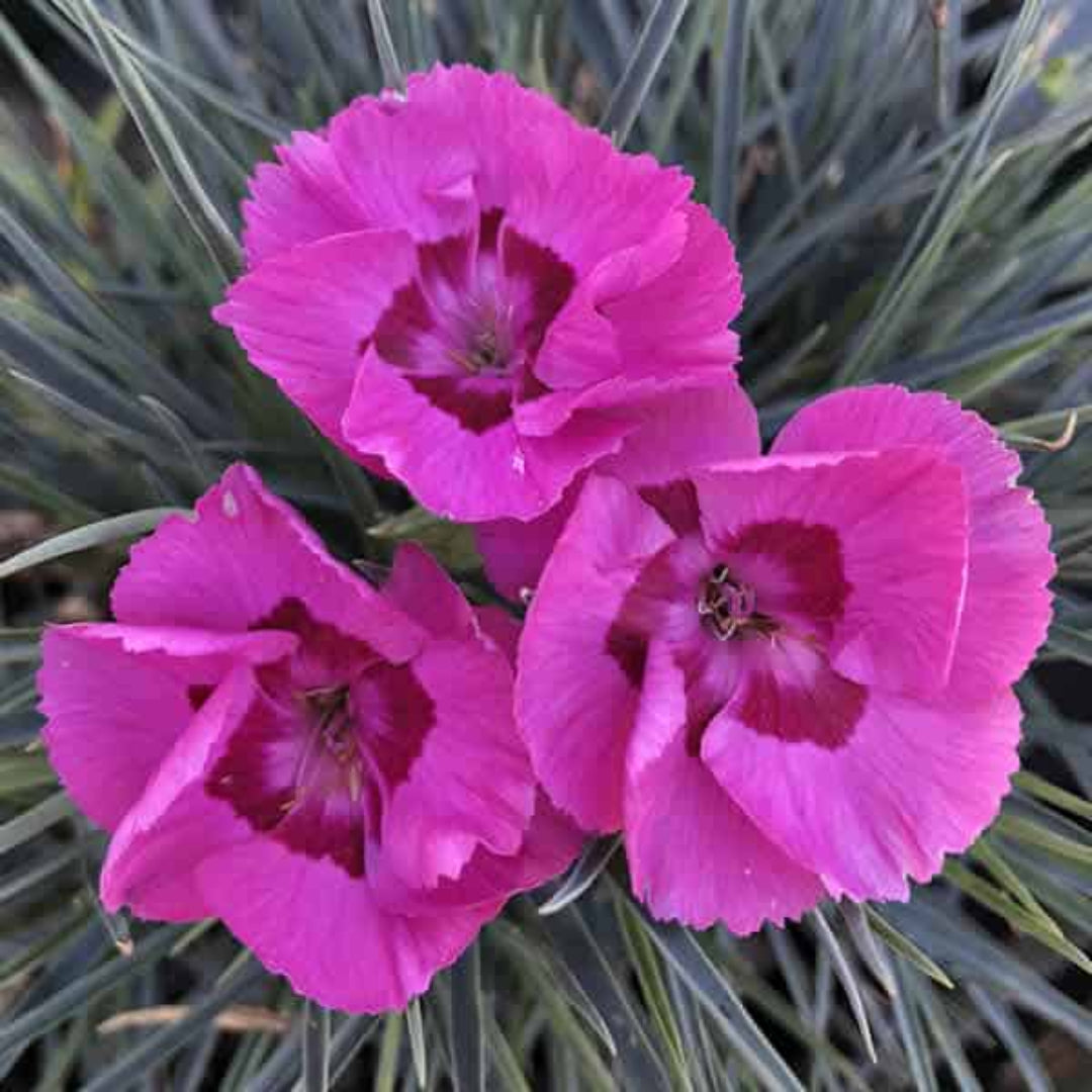 Dianthus American Pie &