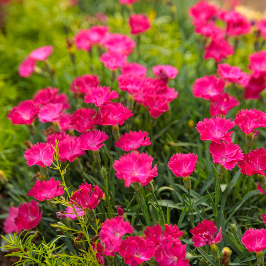 Dianthus &
