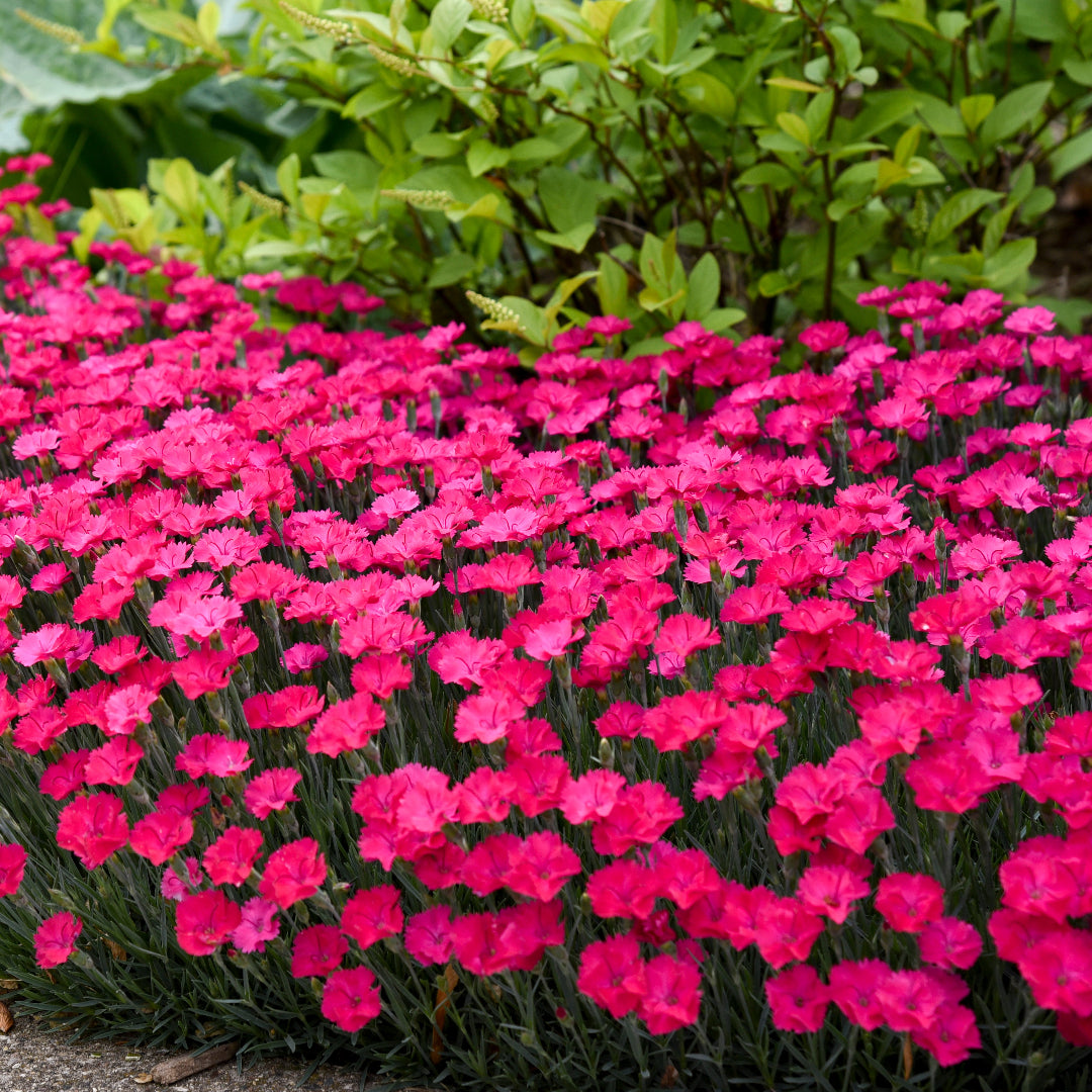 Dianthus &