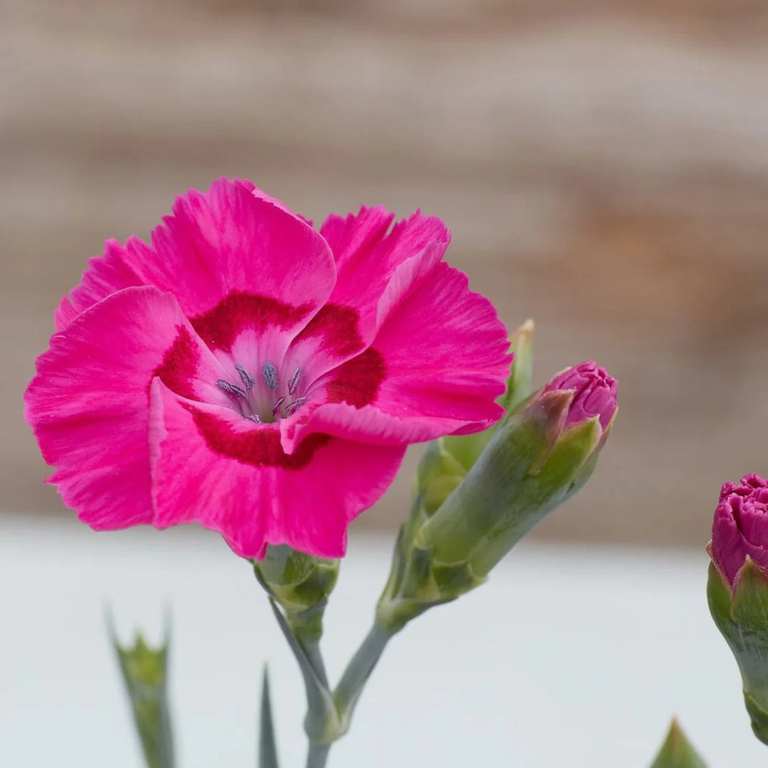 Dianthus American Pie &
