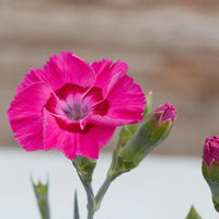 Dianthus American Pie 'Bumbleberry Pie' - [EG]