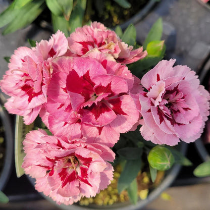 Dianthus Oscar® &
