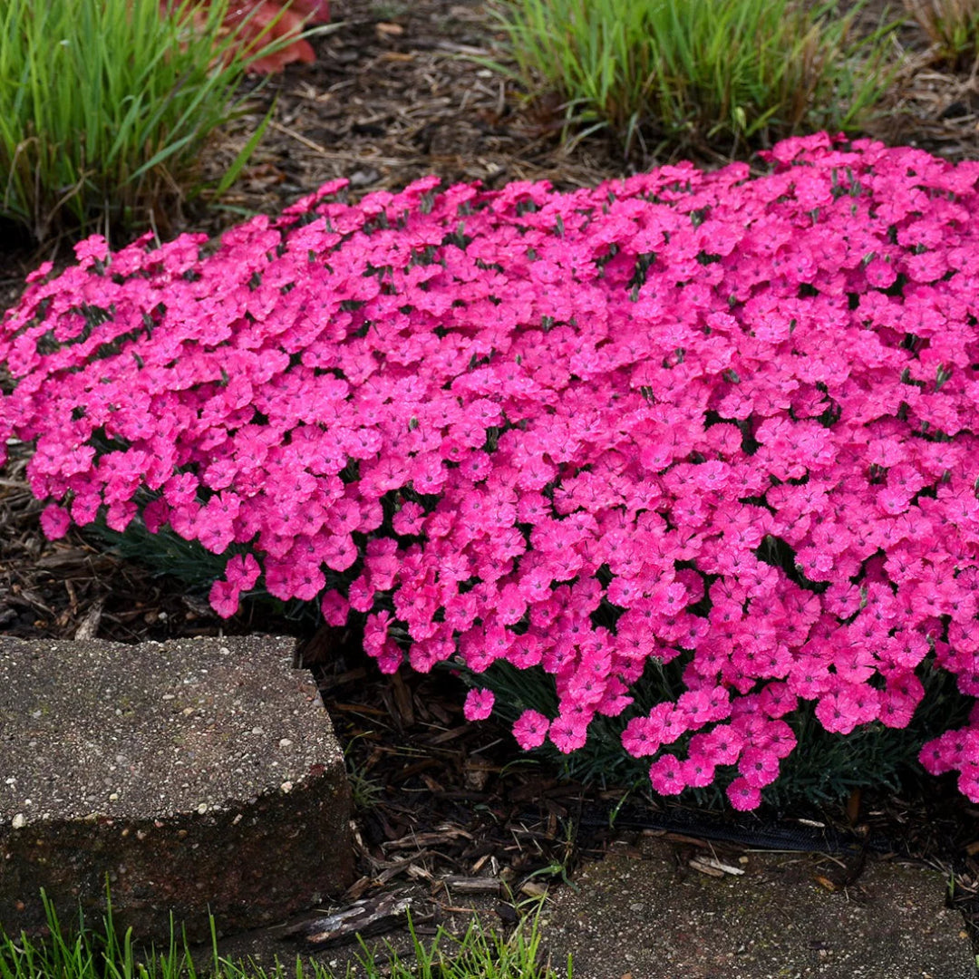 Dianthus &