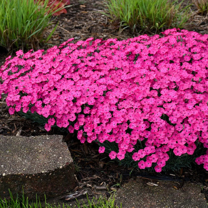 Dianthus &