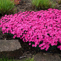 Dianthus 'Paint the Town Magenta' - [EG]