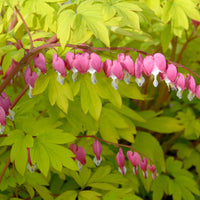 Dicentra spectabilis 'Gold Heart'  [EG]