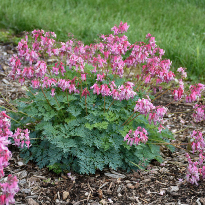 Dicentra &