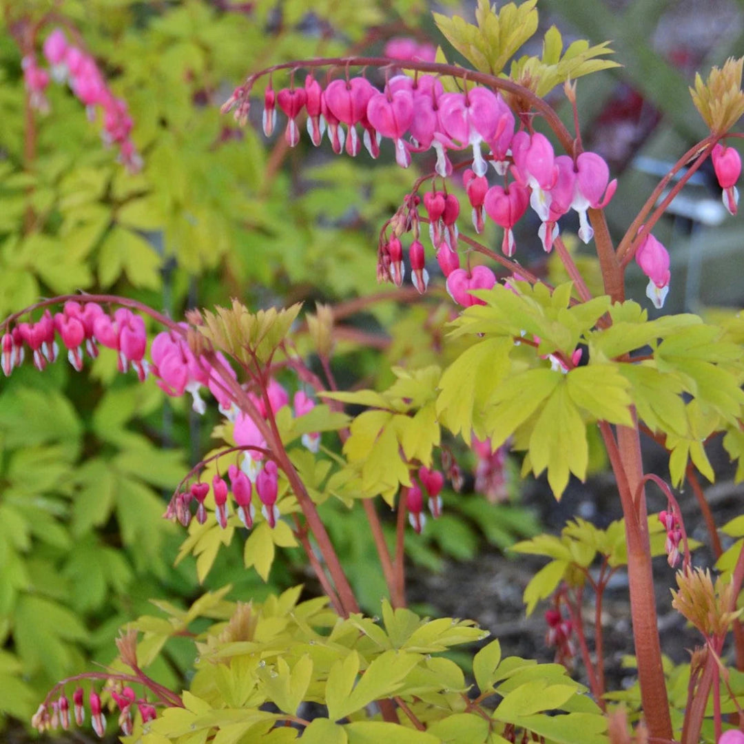 Dicentra spectabilis &