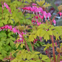 Dicentra spectabilis 'Gold Heart'  [EG]