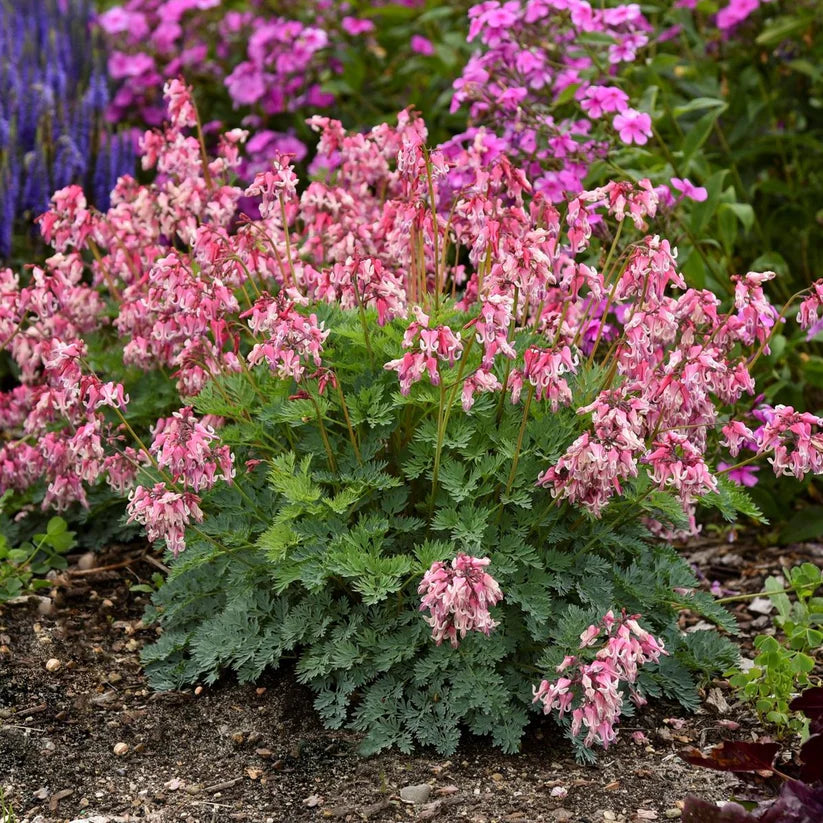 Dicentra &