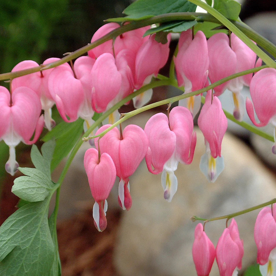 Dicentra spectabilis Bleeding Heart