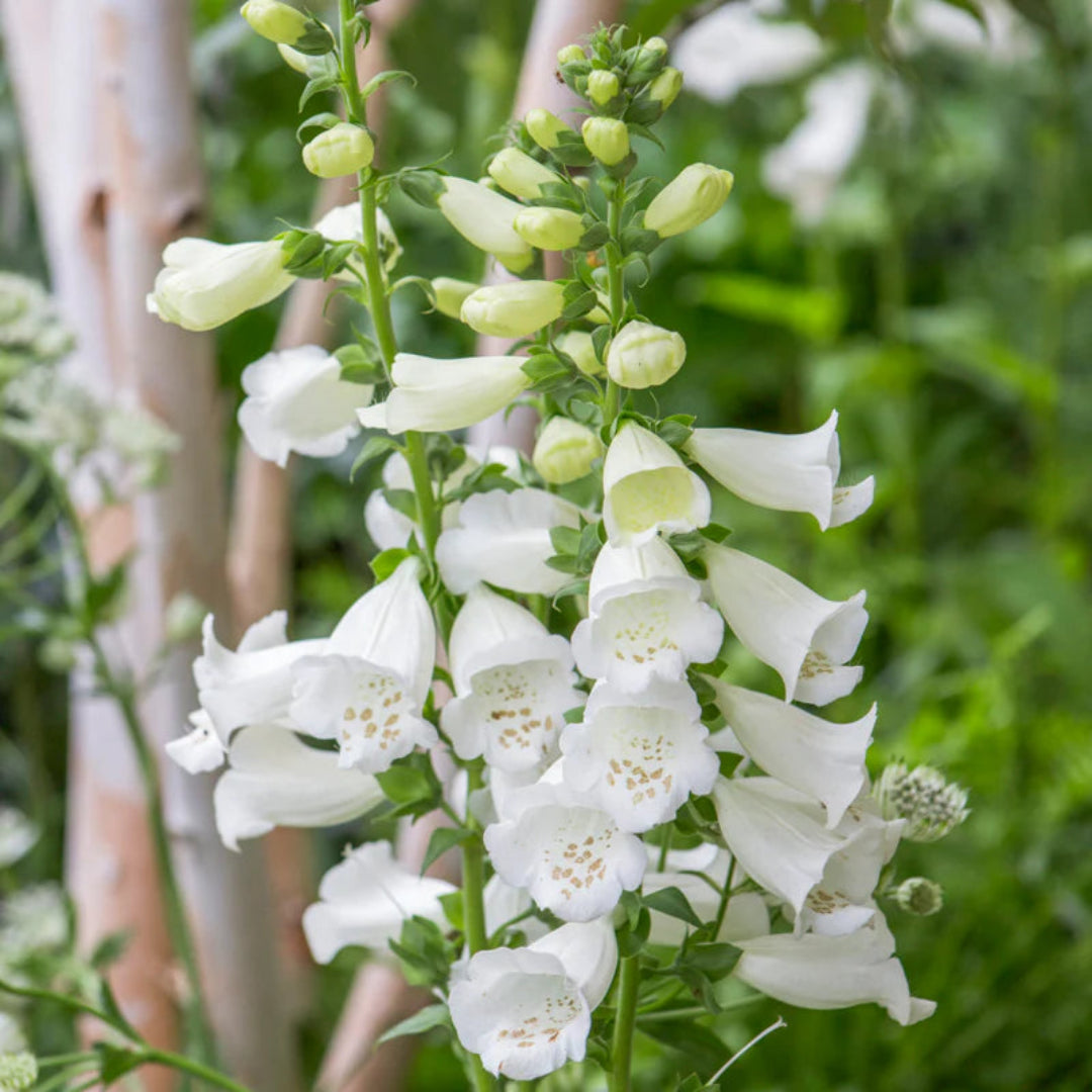 Foxglove Dalmatian White Improved