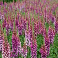 Digitalis purpurea 'Candy Mountain' Foxglove