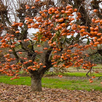 Fuyu Japanese Persimmon
