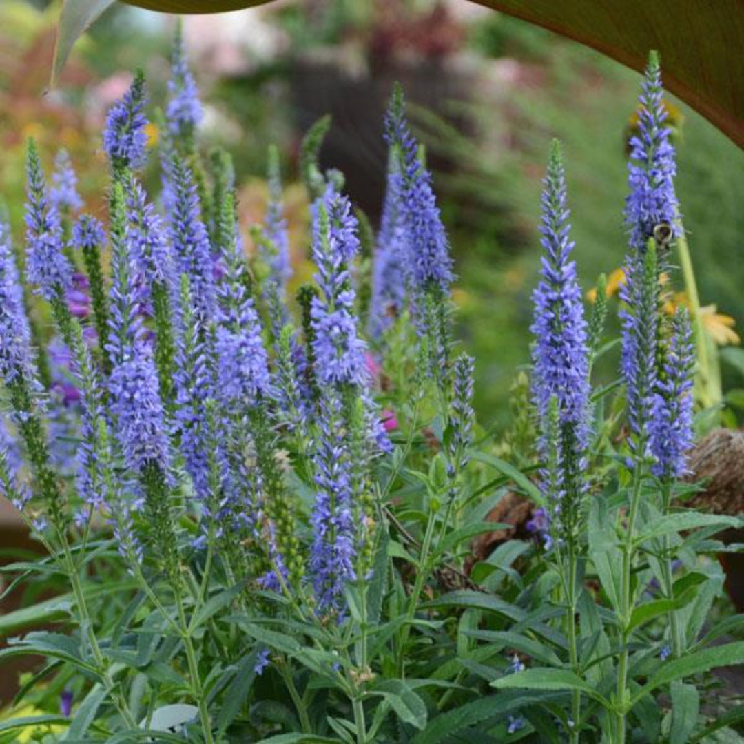 Veronica Moody Blues Sky Blue Speedwell - [EG]